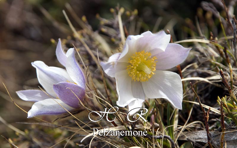 Sesto Natura, Flora alpina, Anemone primaverile, Pulsatilla vernalis