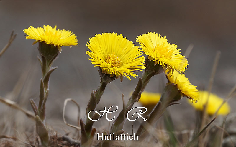 Sexten, Huflattich, Natur, Alpenblumen