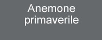 primavera a Sesto